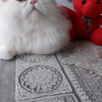 گربه پرشین نر سوپرفلت|گربه|رشت, پل تالشان|دیوار