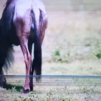 ۵۰ اینچ و ۳۲