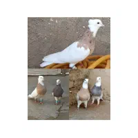 کبوتر