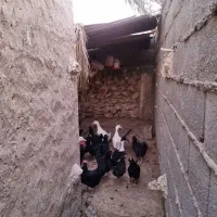 فروش اردک ' غاز 'مرغ و خروس محلی|حیوانات مزرعه|خورموج, |دیوار