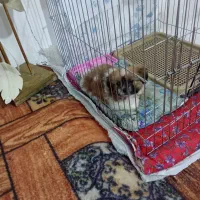 واگذاریسگ شیتزو سایز صفر