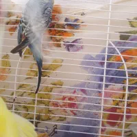 مرغ‌عشق|پرنده|جم, |دیوار