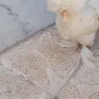 جوجه سلطان