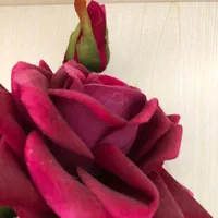کار در لبنیات و آبمیوه بستنی