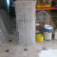 پرنده فروشی ققنوس