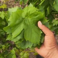 برگ انگور