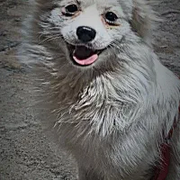 پامرین روباهی|سگ|قم, نخودی|دیوار