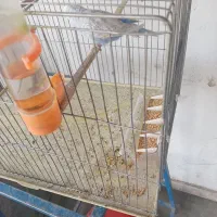 مرغ عشق سبز دستی|پرنده|خمینی‌شهر, |دیوار