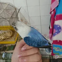 کوتوله برزیلی دستی