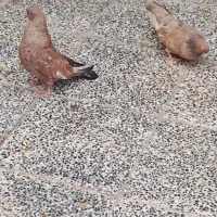 جفت نروماده  کله ای ،نردرشت