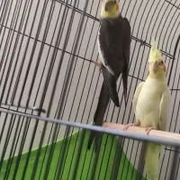 عروس هلندی مولد تضمینی