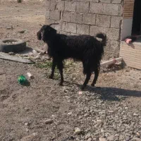 گیسه بز|حیوانات مزرعه|جیرفت, |دیوار