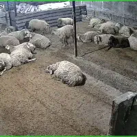 پک اقساطی  دوربین مداربسته برای کنترل طویله واحشام