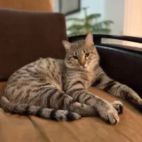 گربه دو رگه|گربه|شاهرود, |دیوار