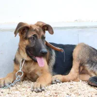 فروش ۶ قلاده توله سگ ژرمن|سگ|کاشان, امیرکبیر|دیوار