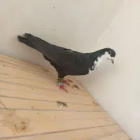 کفتر کراواتی