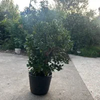 گل یشم|گل و گیاه طبیعی|خمام, |دیوار