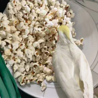 عروس هلندی گمشده