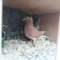 دو جفت کفتر تزیینی رواعب|پرنده|قم, شهرک مهدیه (مدرس)|دیوار