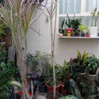 دراسنا|گل و گیاه طبیعی|اندیشه, اندیشه فاز ۱|دیوار