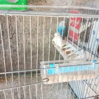 مرغ عشق|پرنده|آبدانان, |دیوار