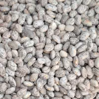 فروش لوبیا چیتی بوجاریی شده تمیز ۱۸۰