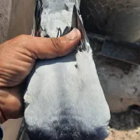 نرتودمسفید باماده دمسفید|پرنده|اردکان, |دیوار