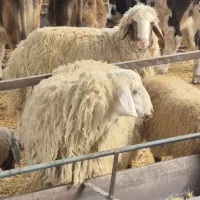 بره نر گوسفند نر چاق|حیوانات مزرعه|تهران, گلستان (شهرک راه آهن)|دیوار