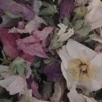 گل ختمی|گل و گیاه طبیعی|یاسوج, |دیوار