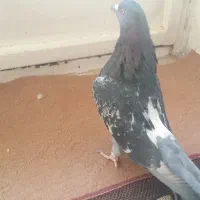 کبوتر نر اصفهانی|پرنده|اصفهان, سروستان|دیوار