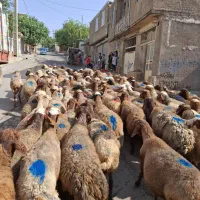 میش یا گوسفند آبستن سنگین داشتی