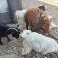 ۳عدد بزقاله و ۱عدد بره