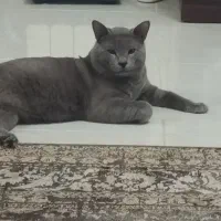 گربه از والدین اسکاتیش بریتیش|گربه|ساری, |دیوار