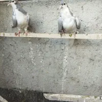 پرنده ساده اصلی کل|پرنده|نیشابور, شهید بهشتی|دیوار