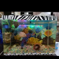 اکواریم سالم و تمیز معاوضه پرنده|ماهی|دورود, |دیوار