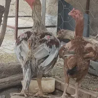 خروس و مرغ اصیل لاری شیراز|حیوانات مزرعه|مشهد, امام رضا (ع)|دیوار