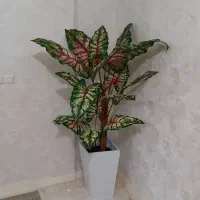 درختچه برگ پهن|گل مصنوعی|خرمآباد, |دیوار