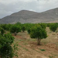 باغ500متری