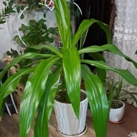 گل سوسن گرمسیری یا عنکبوتی|گل و گیاه طبیعی|تهران, آذری|دیوار