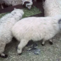 بره نر و ماده شیر مست