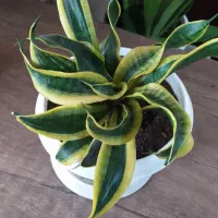 زاموفیلیا بلک