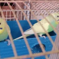 فروش دو عدد مرغ عشق با قفس|پرنده|ملکشاهی, |دیوار