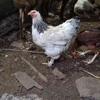 فروش مرغ برهما اصل