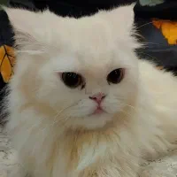 واگذاری گربه پرشین نژاد دال فیس ماده دو ساله