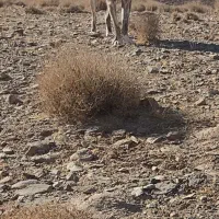 سگ نگهبان خراسان افغان 22ماهه|سگ|بیرجند, |دیوار