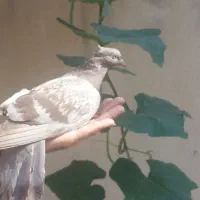 جوجه کبوترهای زیبا