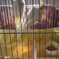 عروس هلندی|پرنده|عنبران, |دیوار