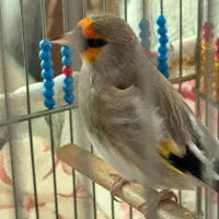 سهره نر کرمونی|پرنده|تهران, شهرک بوعلی|دیوار