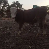 فروش گوساله نر|حیوانات مزرعه|خاو و میرآباد, |دیوار