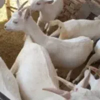 بزغاله ماده سانن اصل